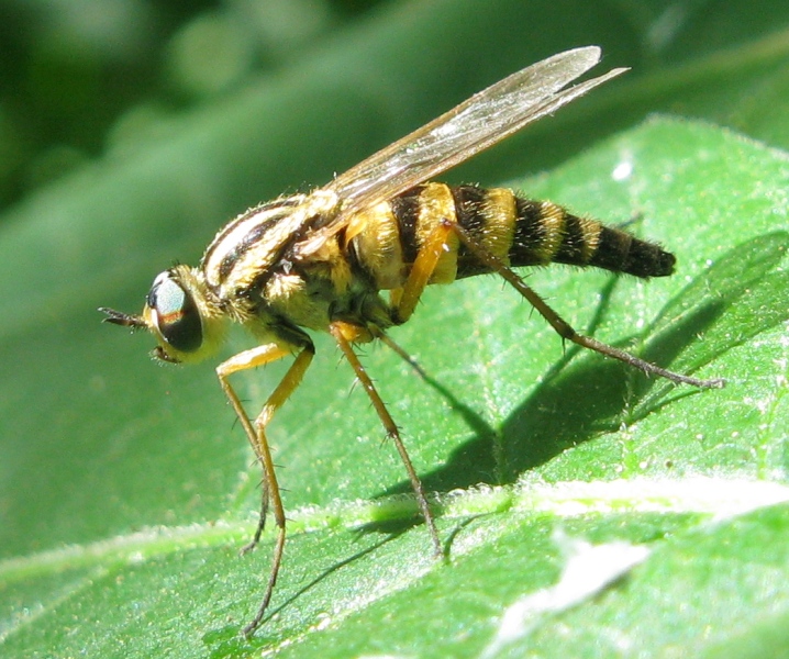 Therevidae..